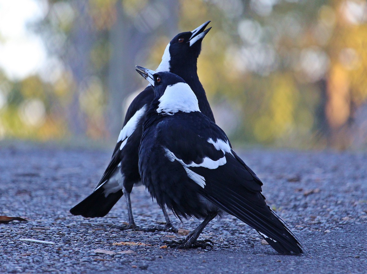 Australian Magpie - ML107906621