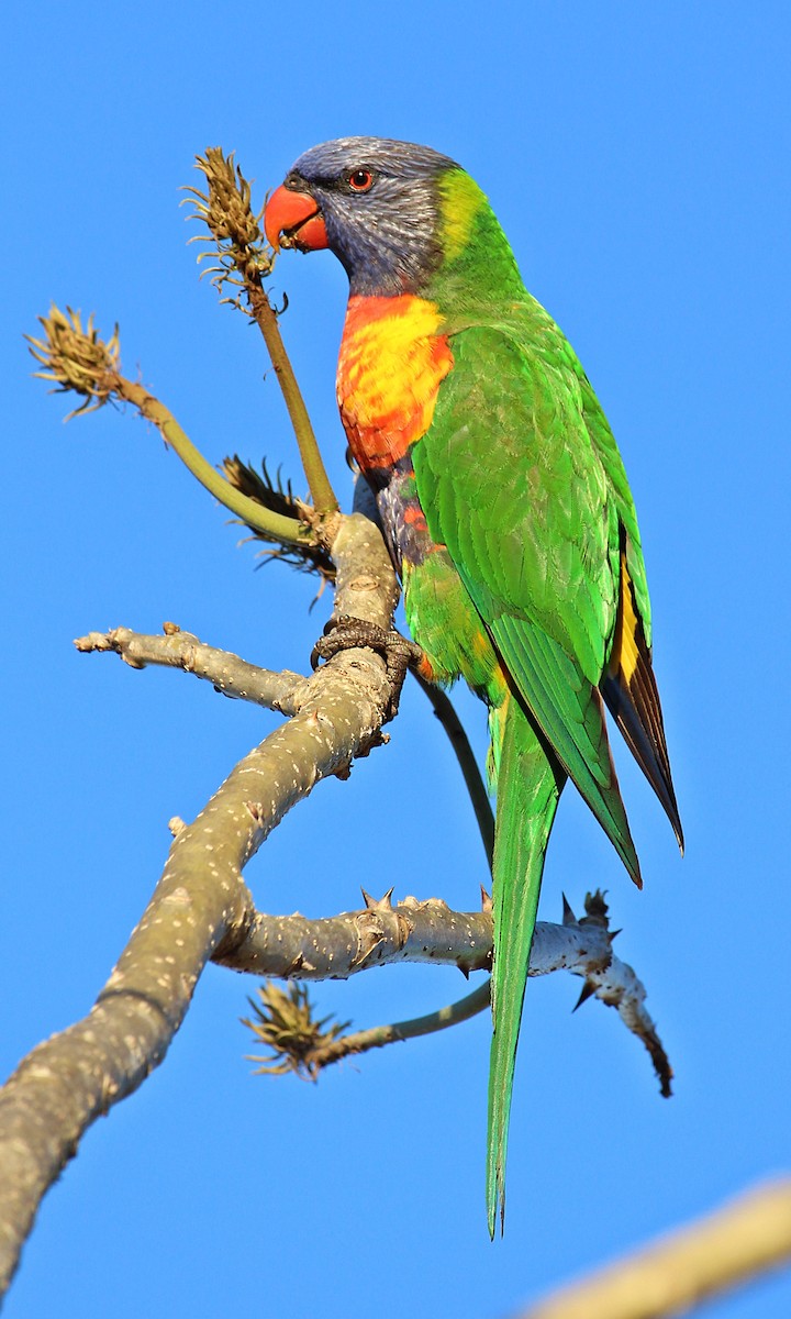 Rainbow Lorikeet - ML107906691