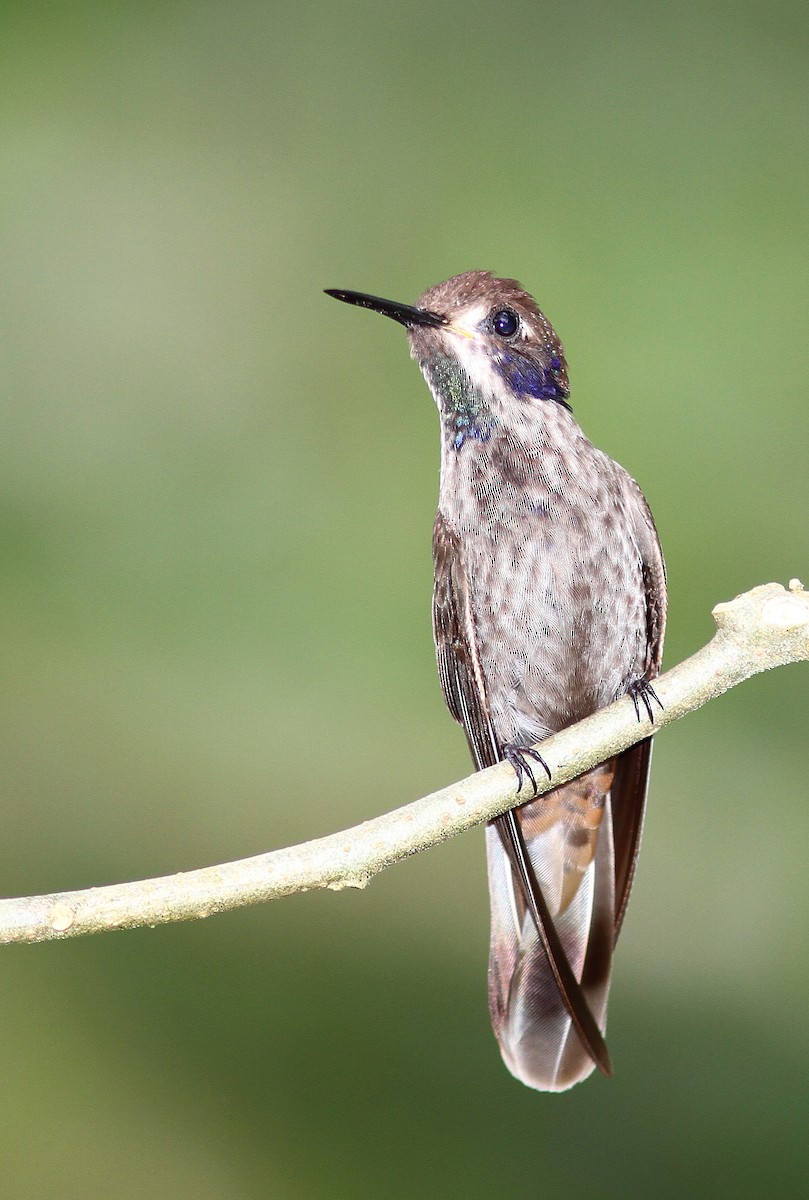 Colibri de Delphine - ML107906821