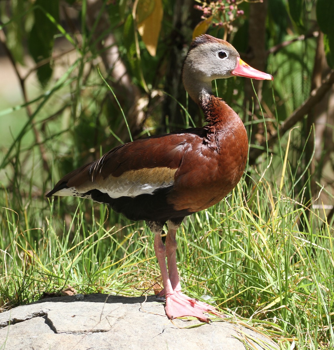 Black-bellied Whistling-Duck - ML107907301