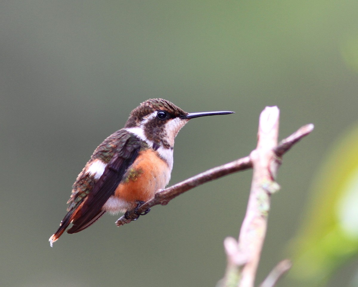 Colibrí de Mitchell - ML107907461