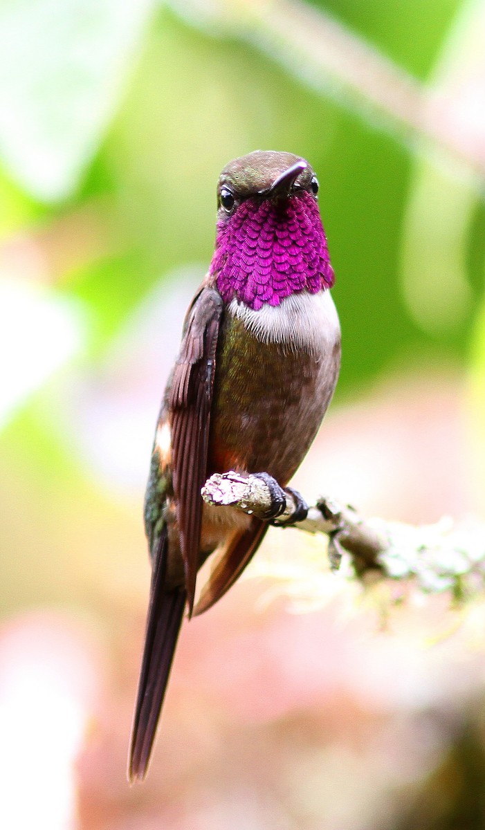 Purple-throated Woodstar - Guy Poisson