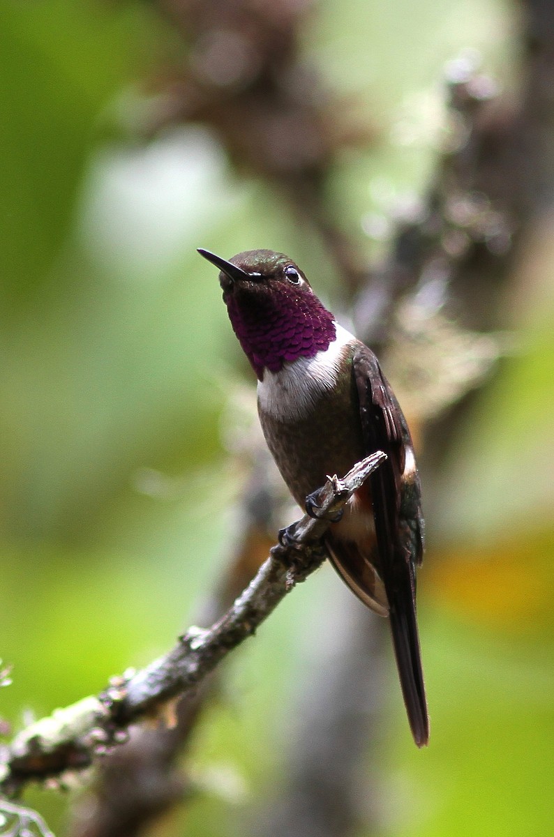 Colibrí de Mitchell - ML107907571