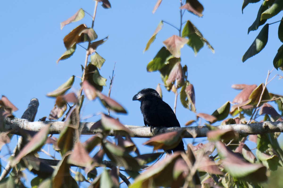 Smooth-billed Ani - Nige Hartley