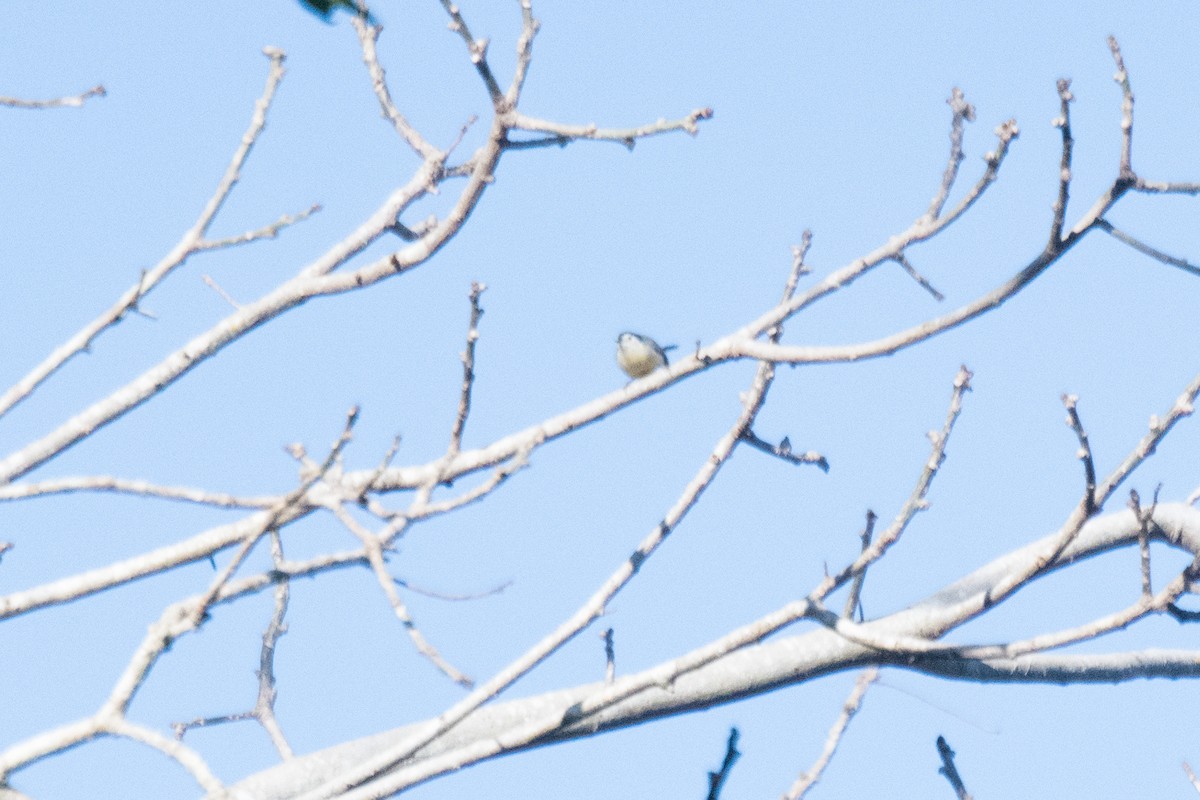 Creamy-bellied Gnatcatcher - ML107910991