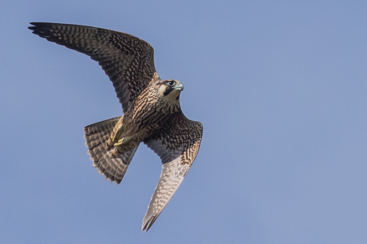 Peregrine Falcon - Roger Adamson