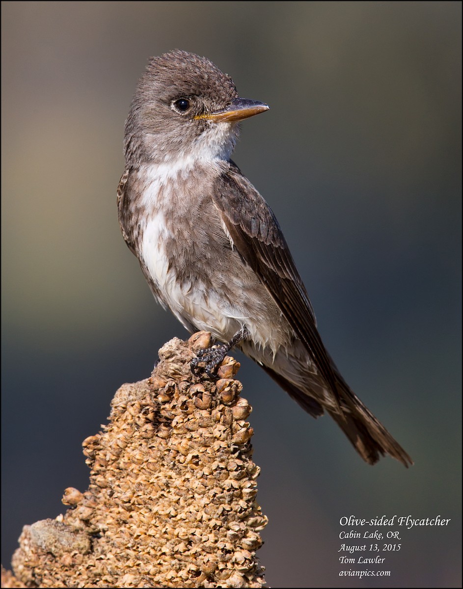 Olive-sided Flycatcher - ML107912981