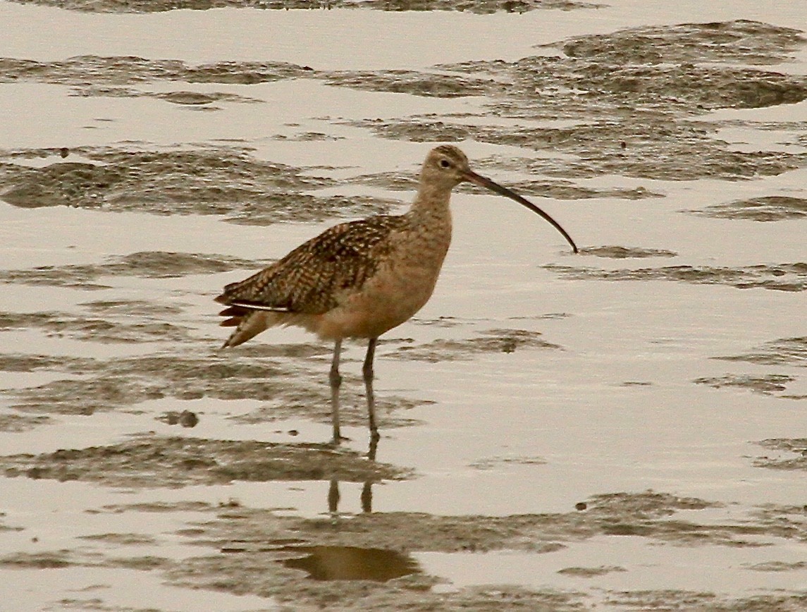 Long-billed Curlew - ML107913021