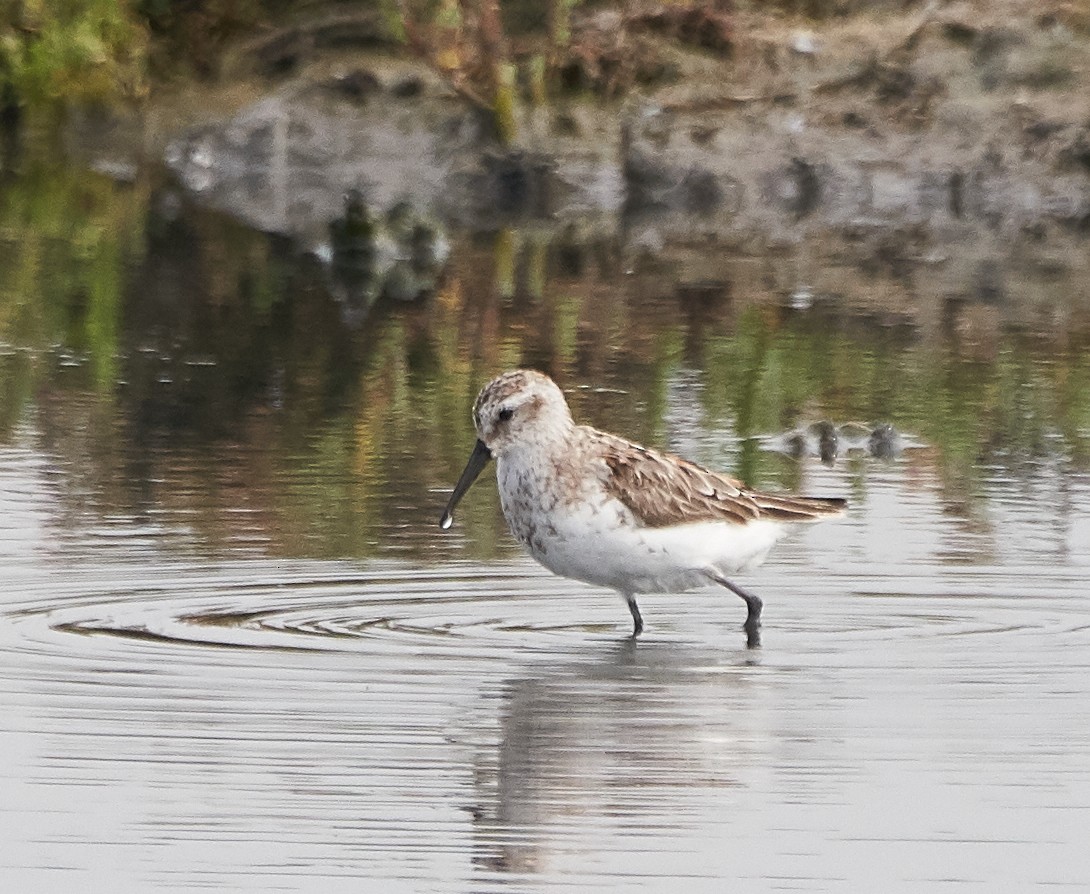 Western Sandpiper - Brooke Miller