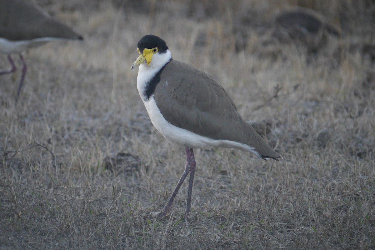 Masked Lapwing - Frank Coman