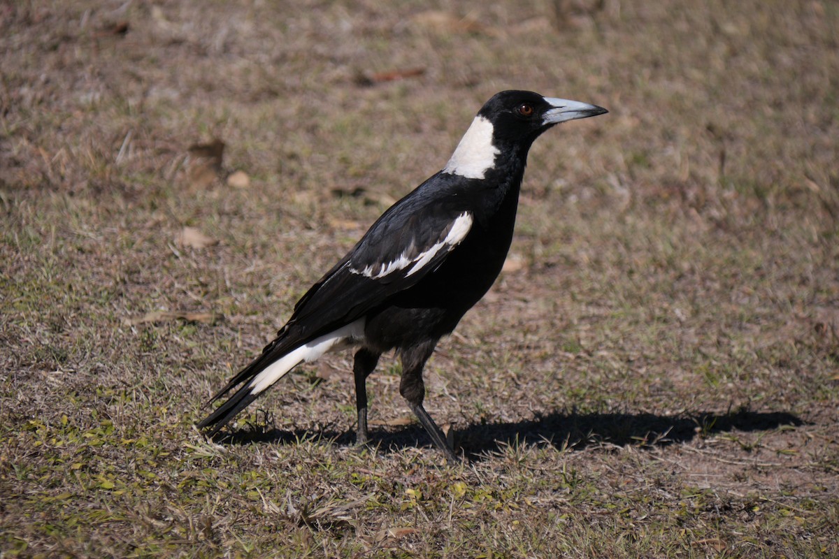 Australian Magpie - ML107914851