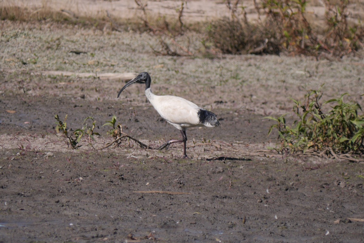 Ibis Moluqueño - ML107915111