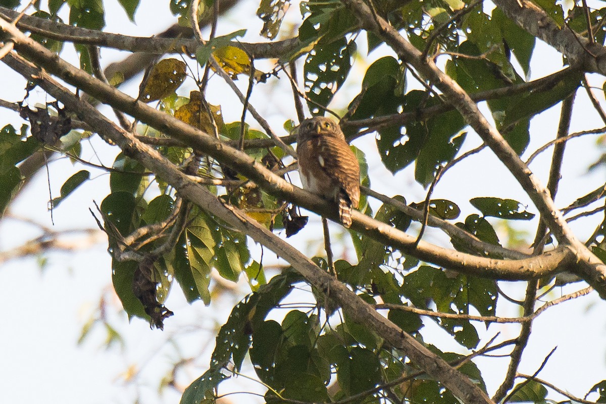 Asian Barred Owlet - ML107916401