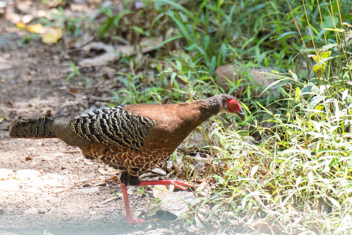 Siamese Fireback - ML107916511