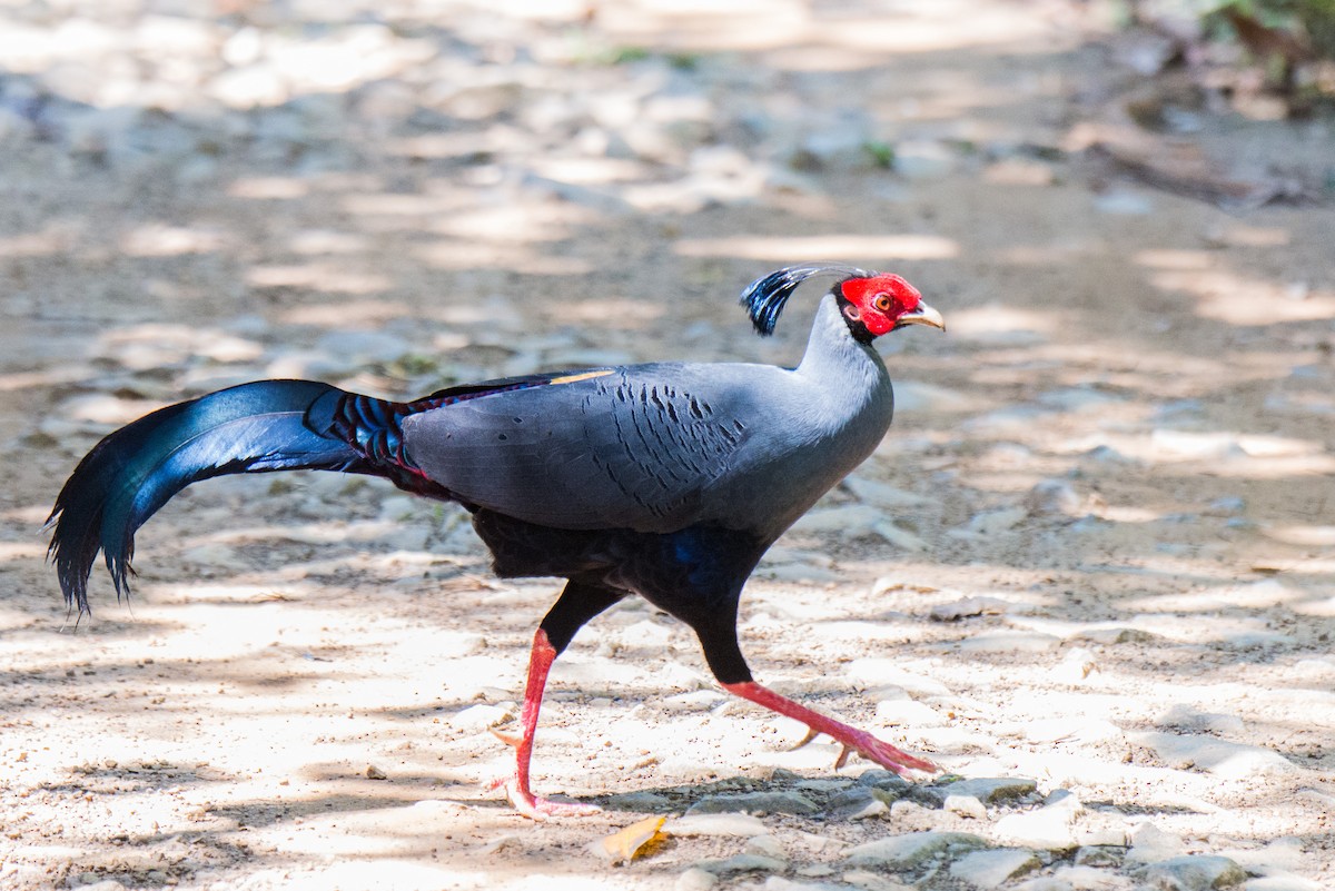 Siamese Fireback - ML107916521