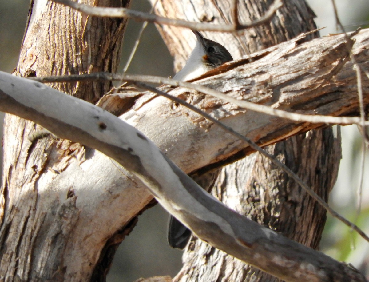 White-throated Treecreeper - ML107917541