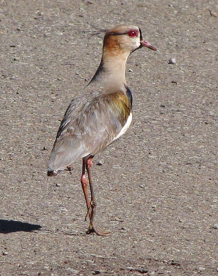 Southern Lapwing - ML107918851