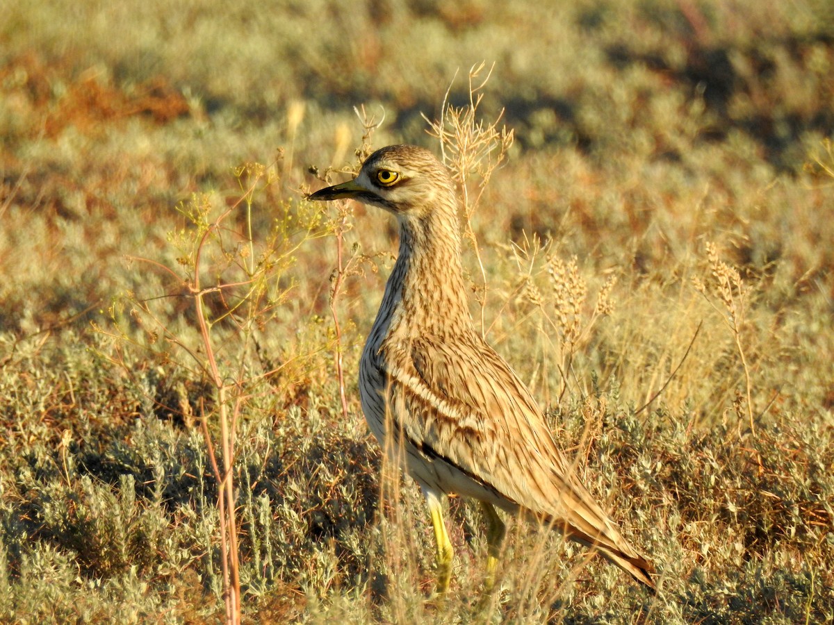 Eurasian Thick-knee - ML107919221