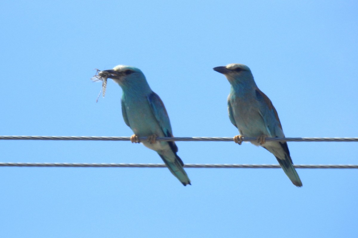 European Roller - ML107919981