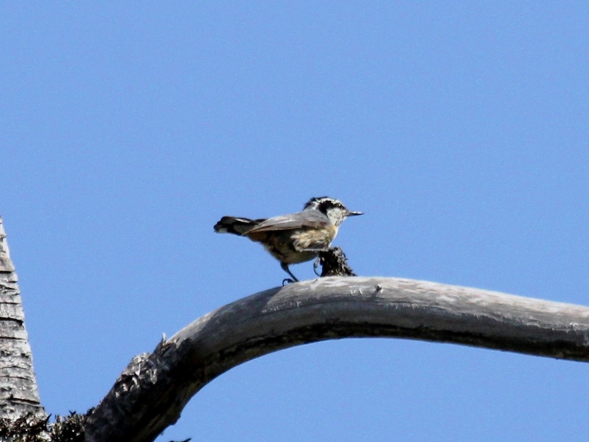 Red-breasted Nuthatch - ML107920611