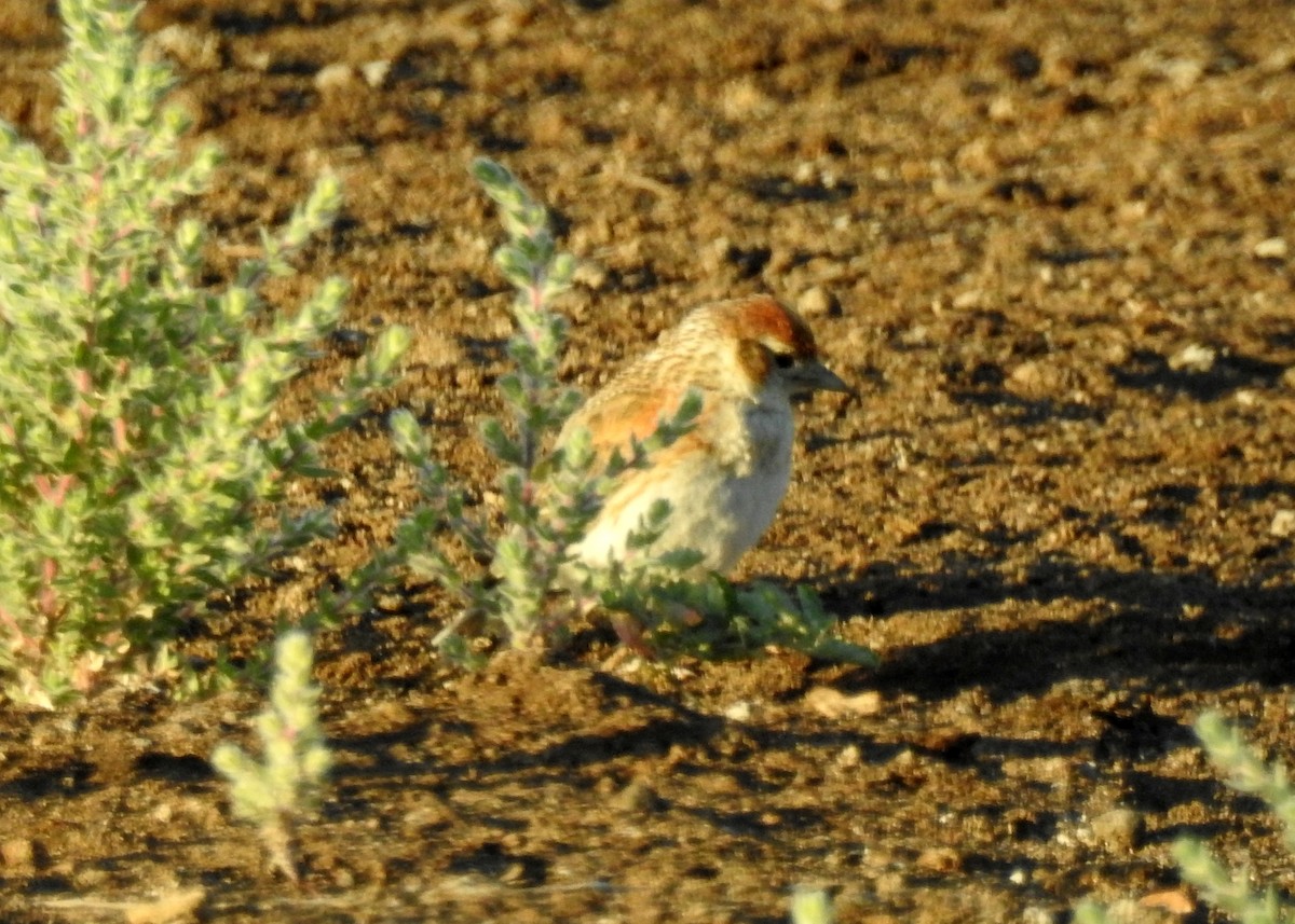 White-winged Lark - ML107920641