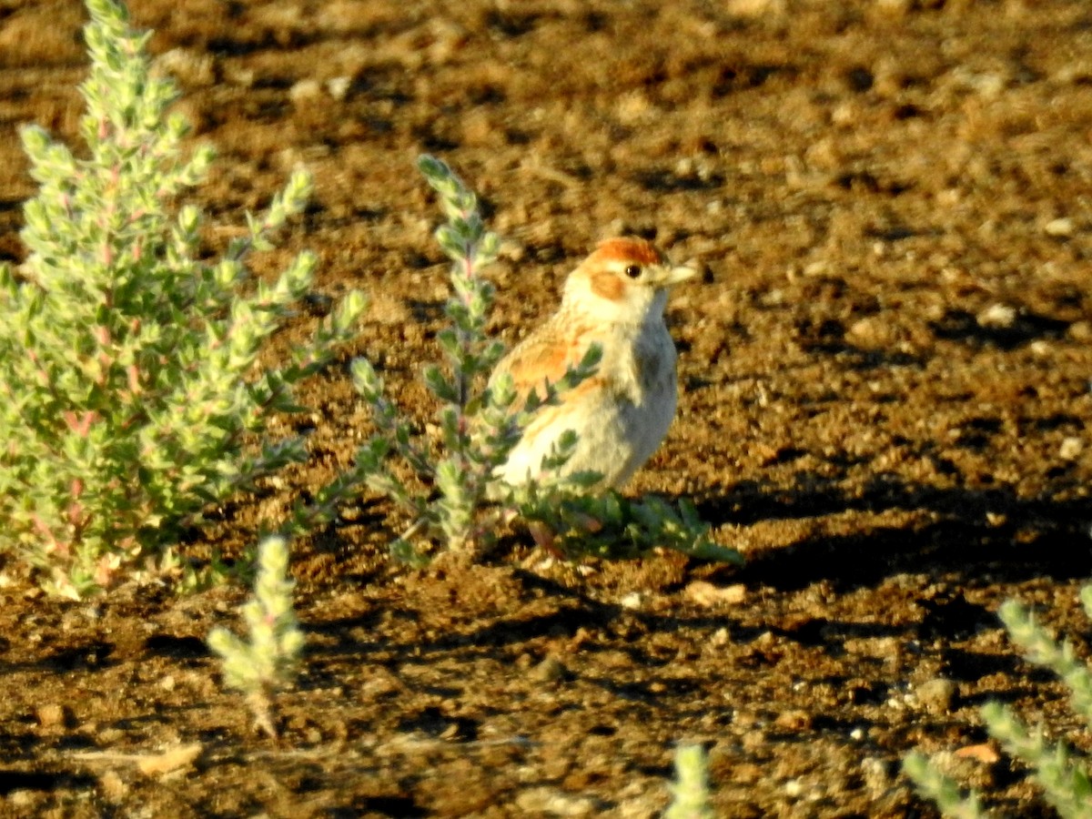 White-winged Lark - ML107920651