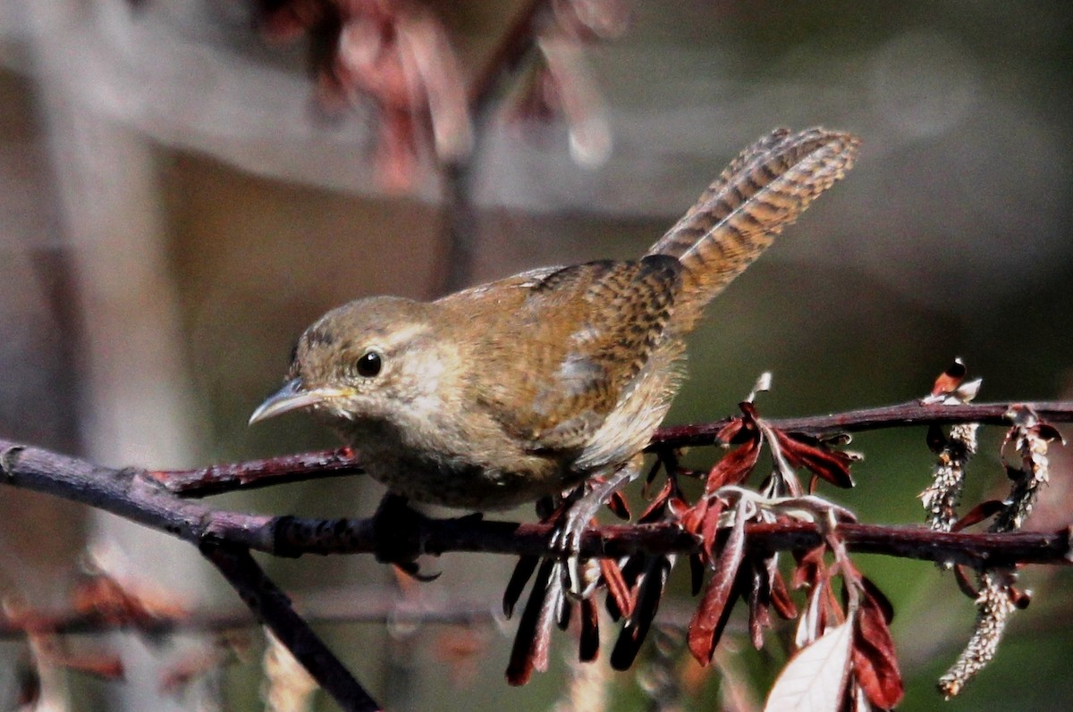 Northern House Wren - ML107920771