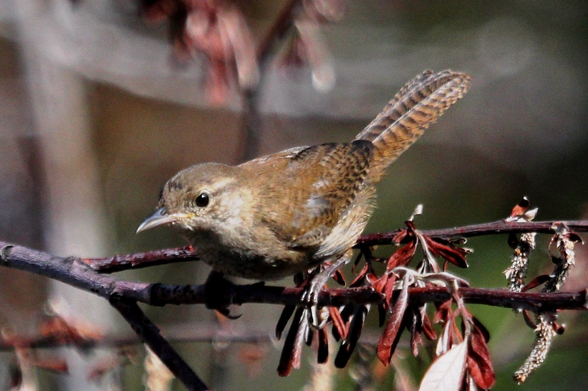 House Wren - ML107920771