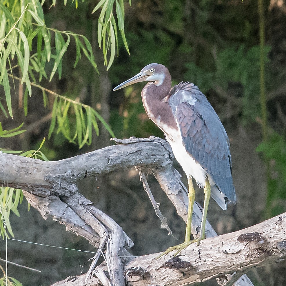 Tricolored Heron - Mike Stewart