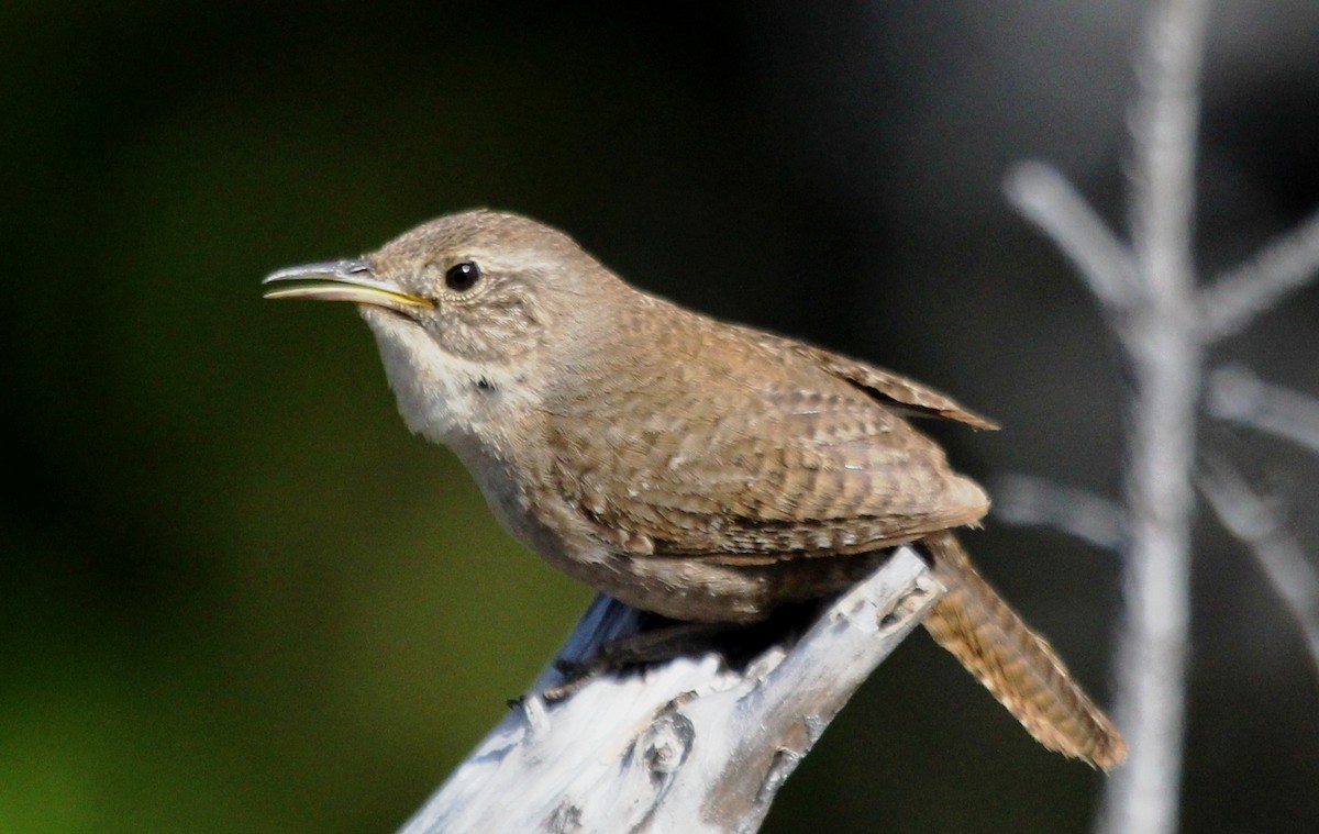 House Wren - ML107920851