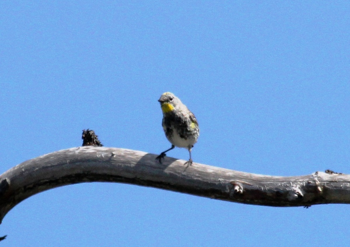 Paruline à croupion jaune - ML107921181