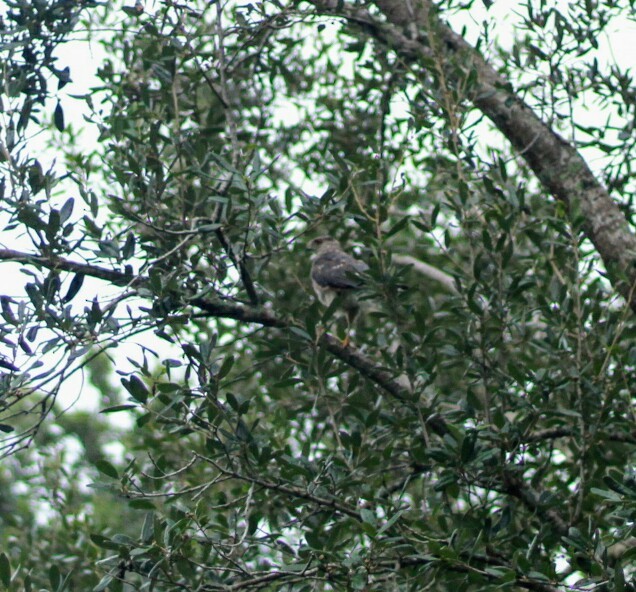 Cooper's Hawk - LaLo Villanueva