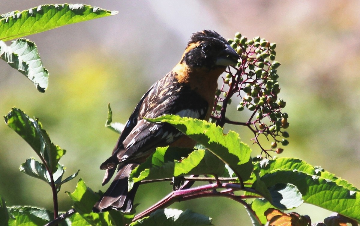 Cardinal à tête noire - ML107921551