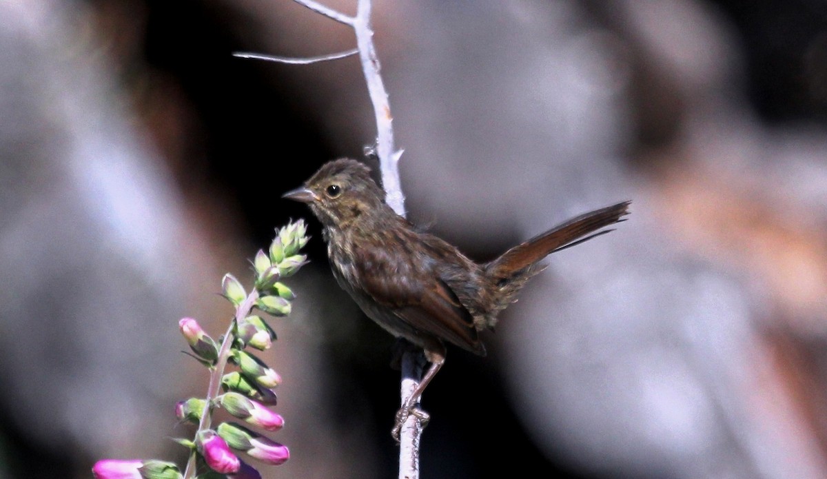 Song Sparrow - ML107921781