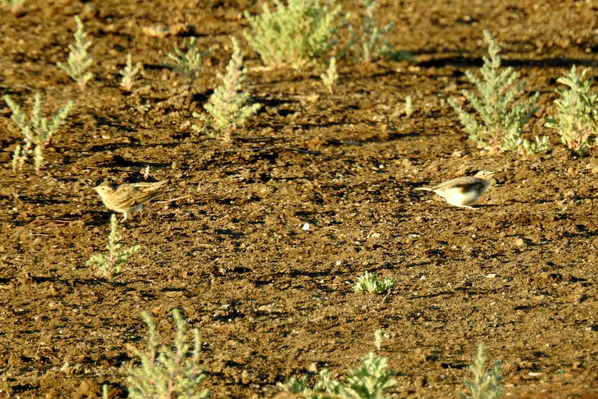 Asian Short-toed Lark - ML107921791