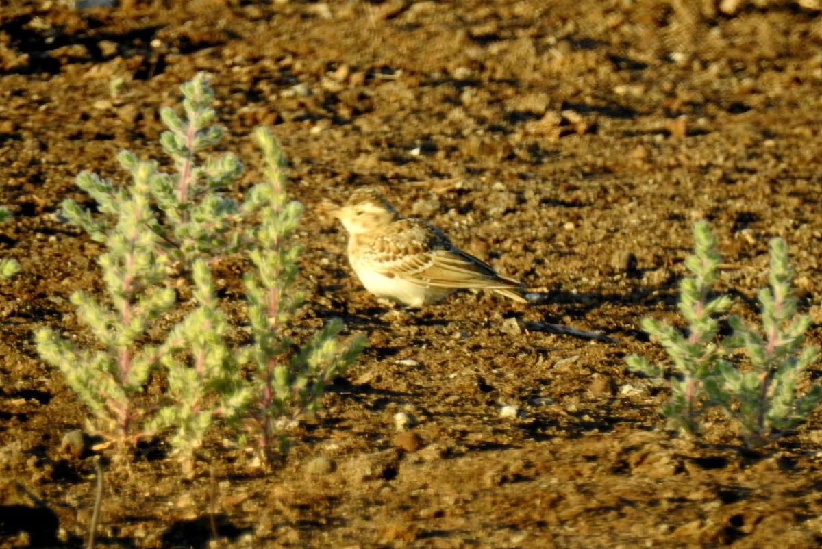 Asian Short-toed Lark - ML107921841