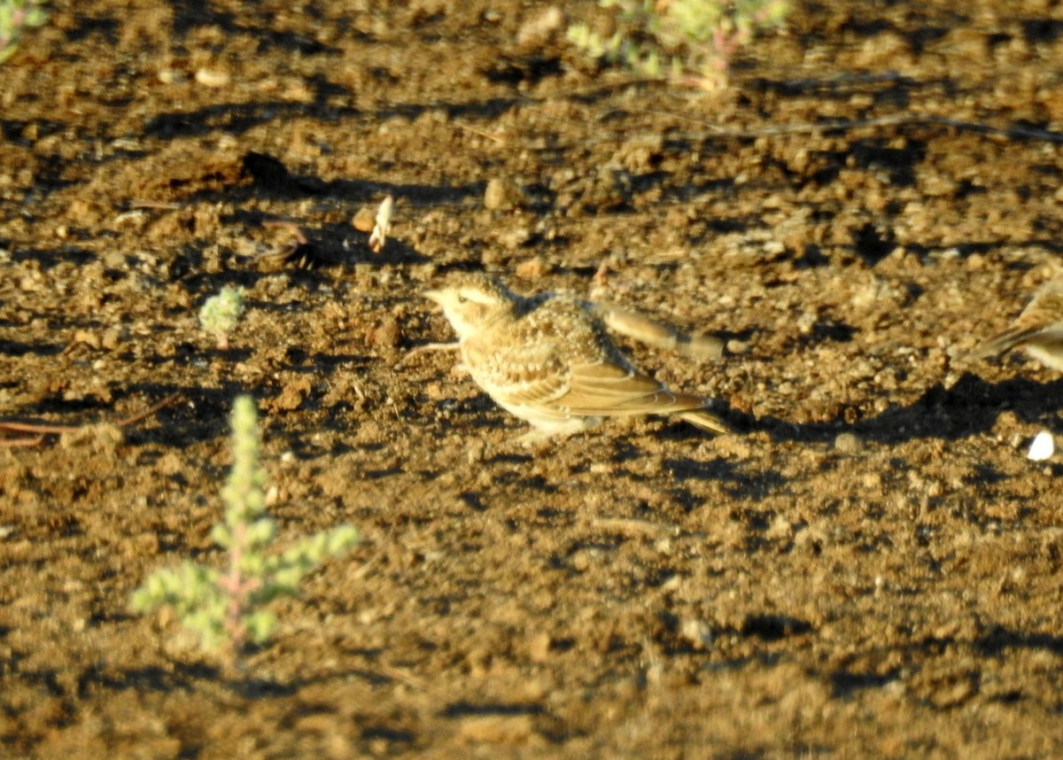 Asian Short-toed Lark - ML107921851