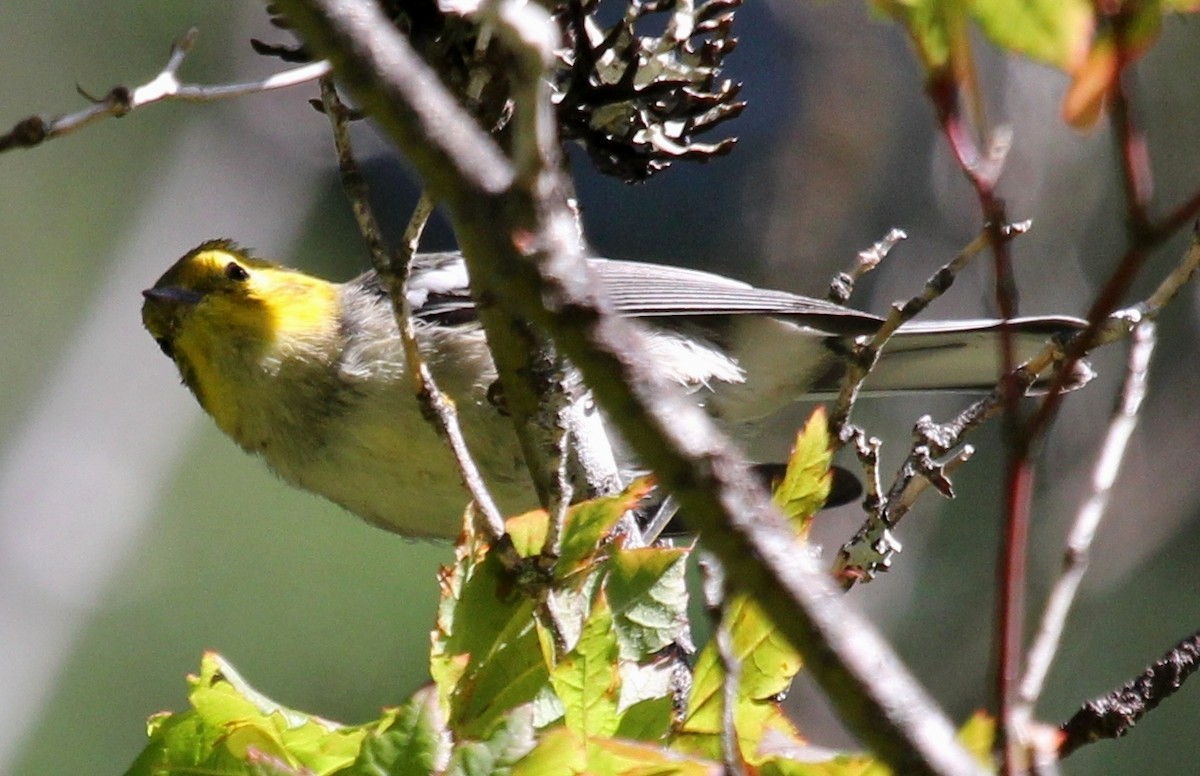 Paruline à tête jaune - ML107922071