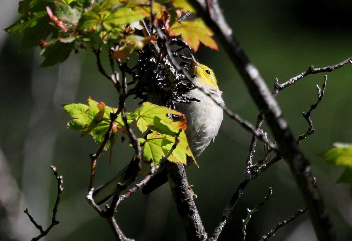 Paruline à tête jaune - ML107922081