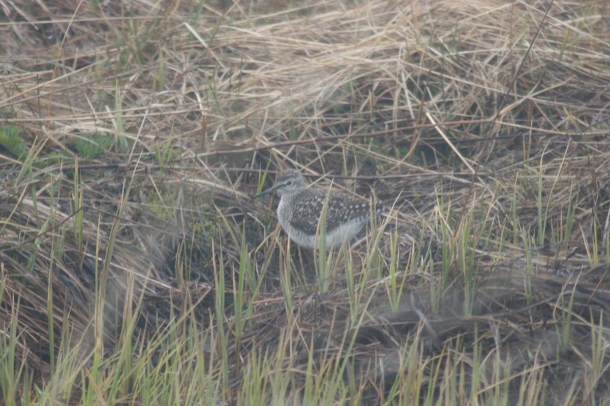 Wood Sandpiper - R.D. Wallace