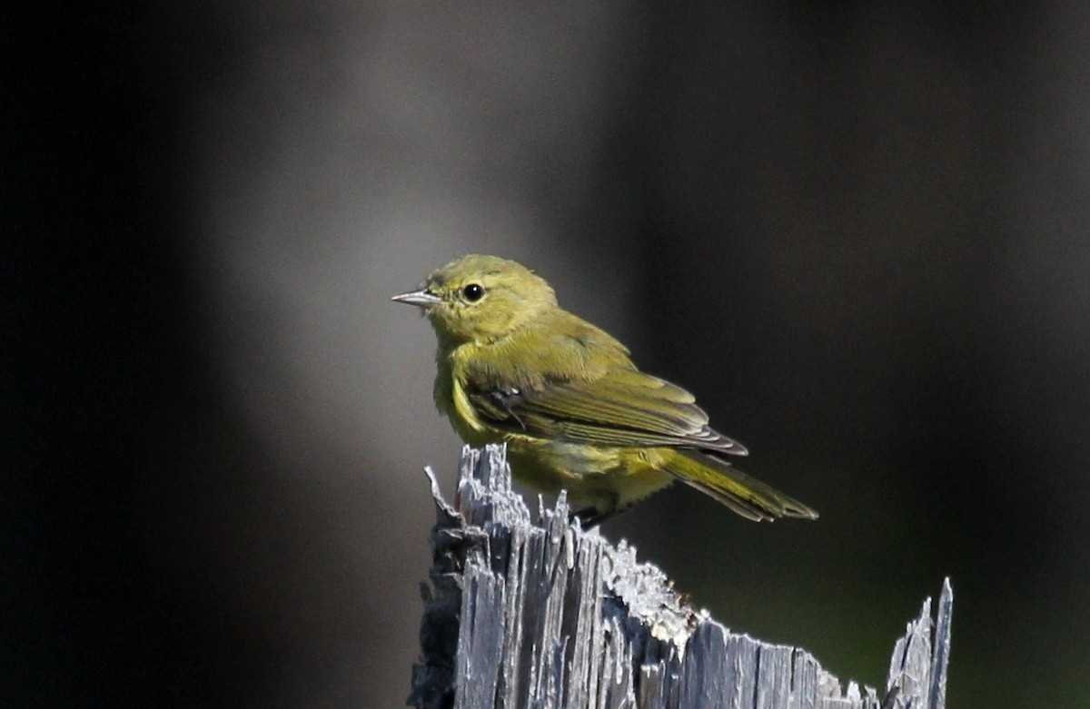 Orange-crowned Warbler - ML107922581