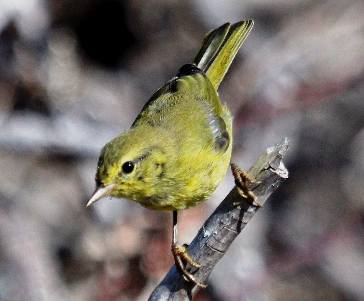 Orange-crowned Warbler - ML107922651