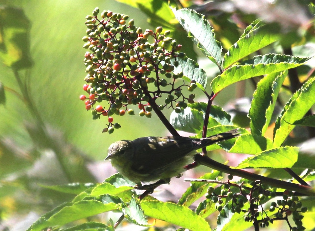 Orange-crowned Warbler - ML107922871