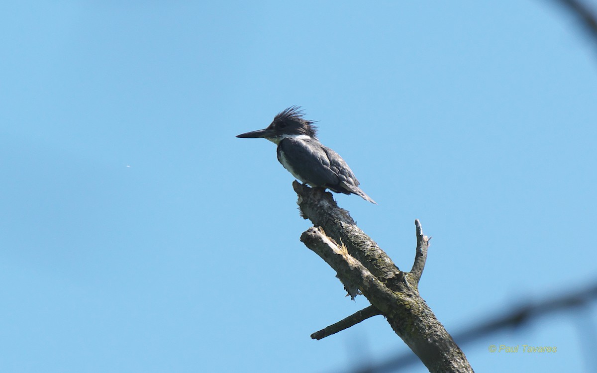 Martin-pêcheur d'Amérique - ML107923561