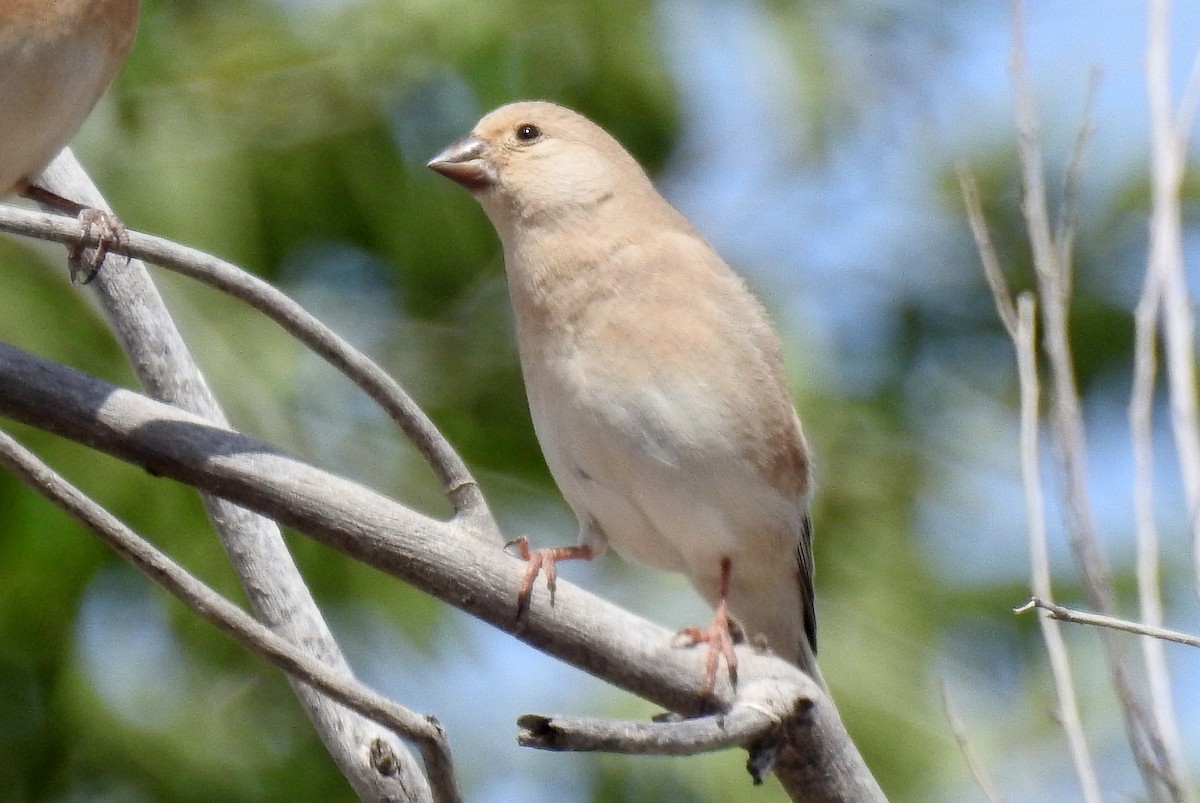 Desert Finch - ML107923591