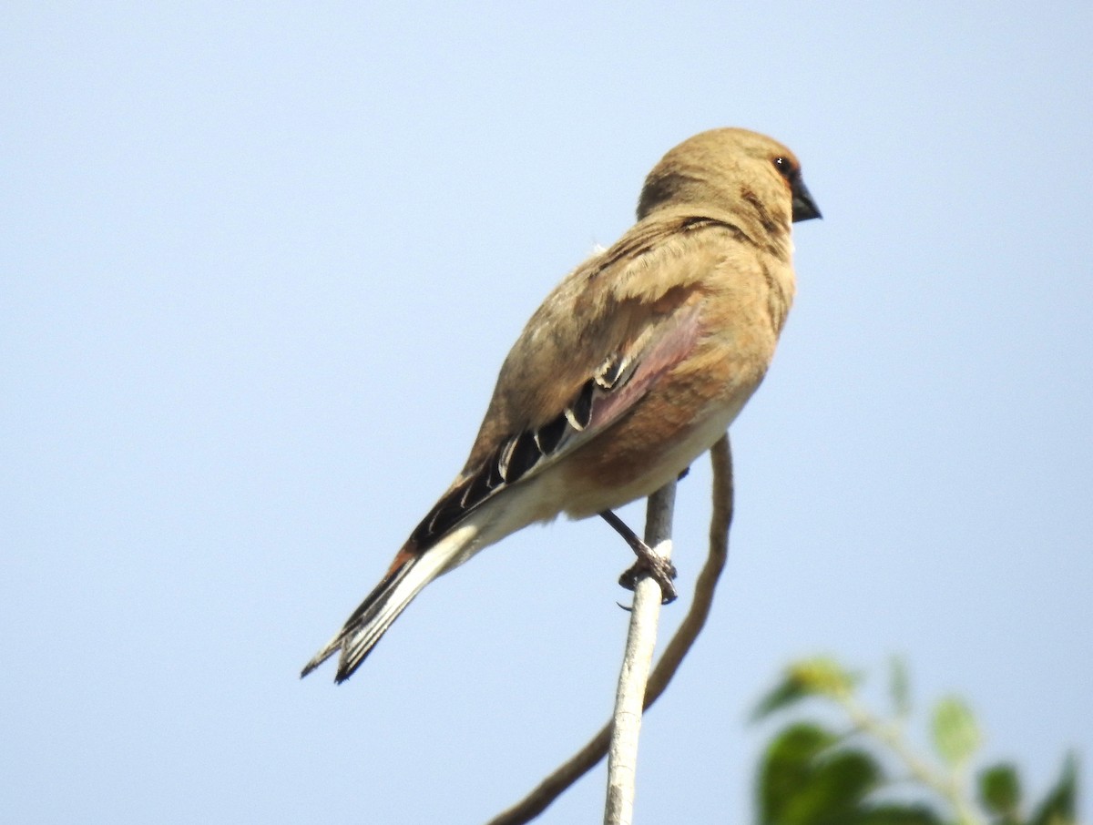 Desert Finch - ML107923611