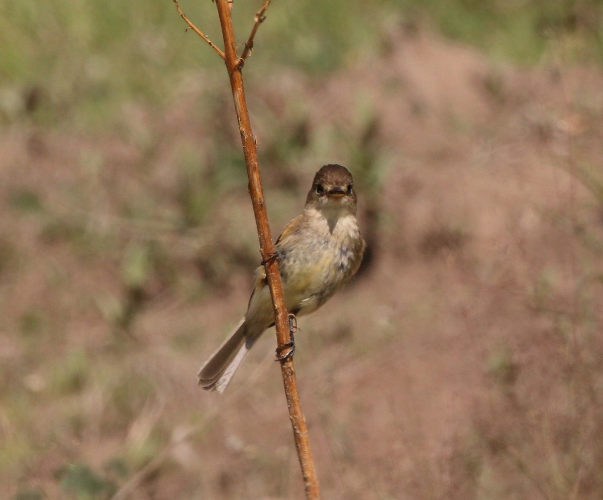 Buff-breasted Flycatcher - ML107925031