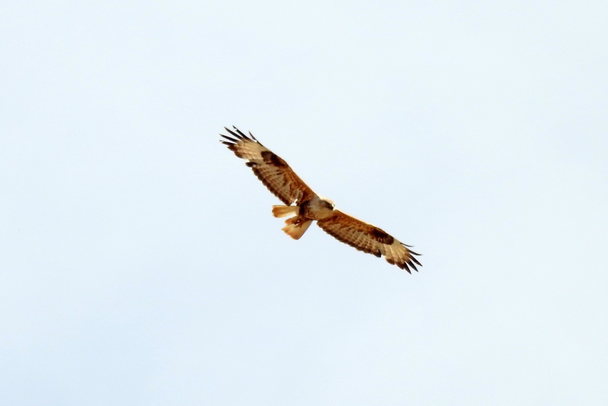 Long-legged Buzzard (Northern) - bob butler