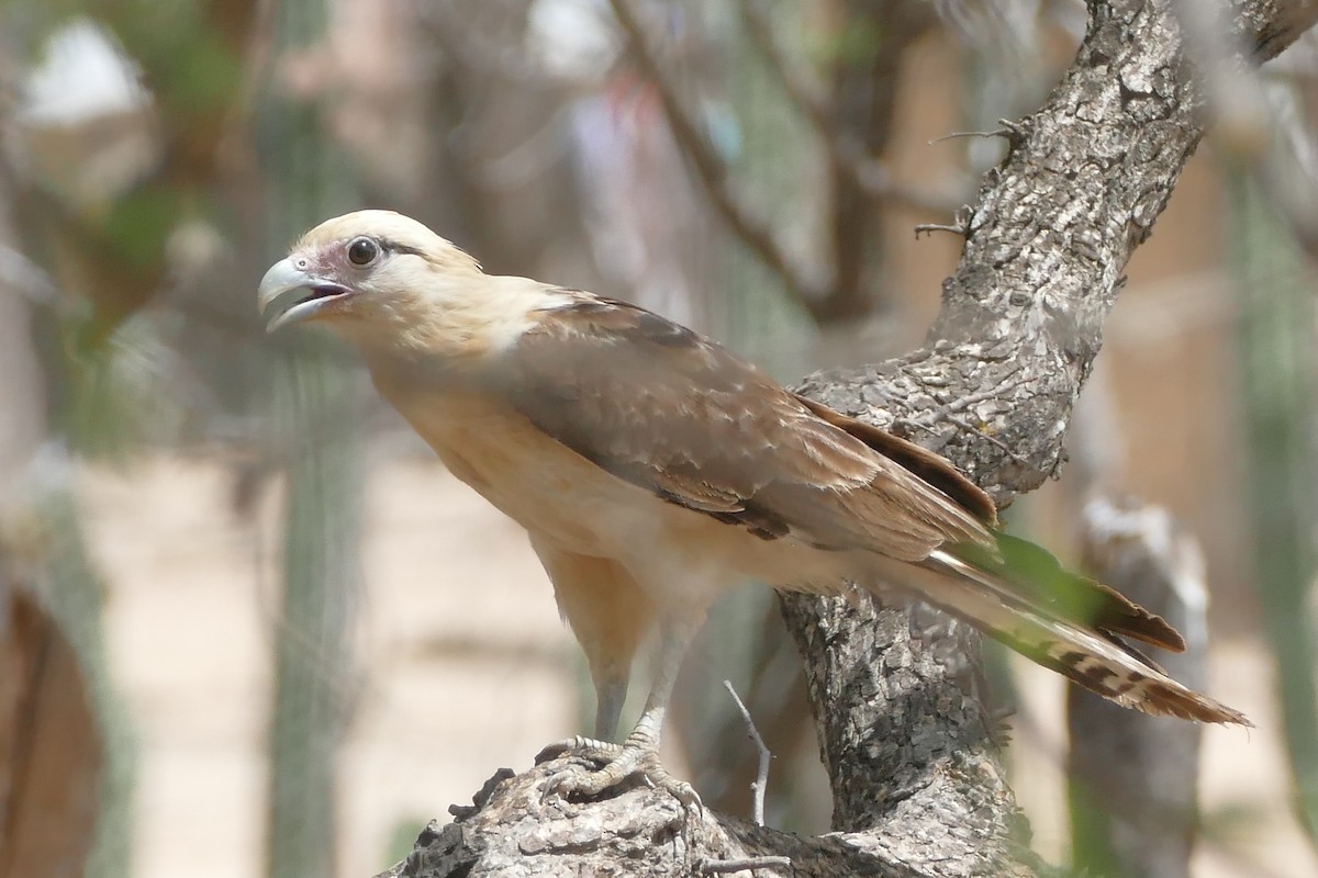 Caracara à tête jaune - ML107925551