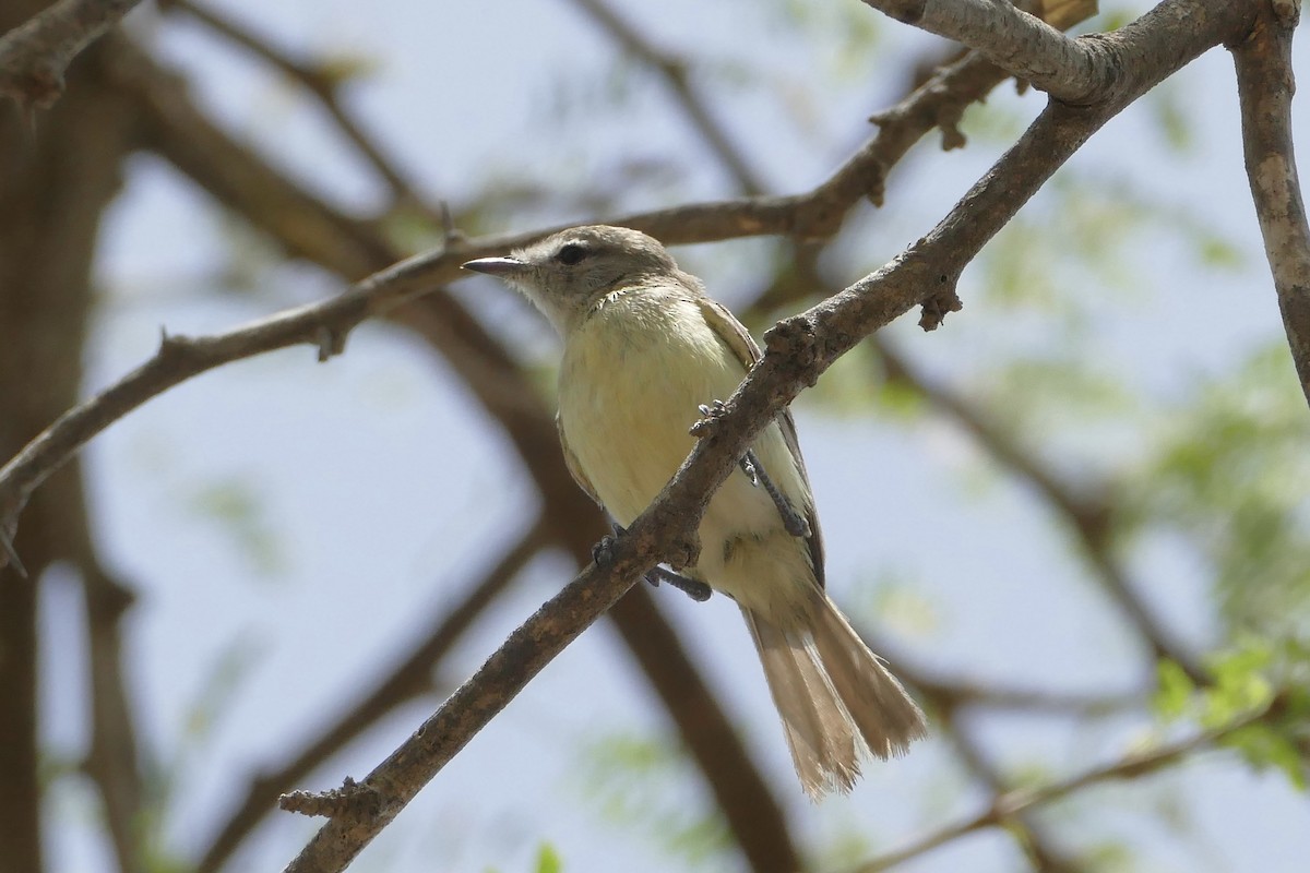 Slender-billed Tyrannulet - ML107926131